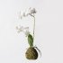 Supergreens Τεχνητό Φυτό Ορχιδέα Phalaenopsis Real