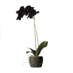 Supergreens Τεχνητό Φυτό Ορχιδέα Phalaenopsis Real Supergreens Τεχνητό Φυτό Ορχιδέα Phalaenopsis Real