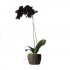 Supergreens Τεχνητό Φυτό Ορχιδέα Phalaenopsis Real