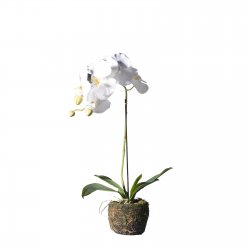 Supergreens Τεχνητό Φυτό Ορχιδέα Phalaenopsis Real Supergreens Τεχνητό Φυτό Ορχιδέα Phalaenopsis Real