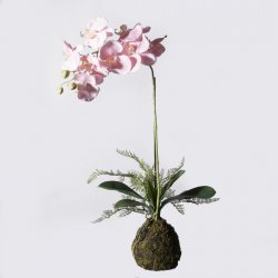 Supergreens Τεχνητό Φυτό Ορχιδέα Phalaenopsis Real Supergreens Τεχνητό Φυτό Ορχιδέα Phalaenopsis Real