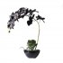 Supergreens Τεχνητό Φυτό Ορχιδέα Phalaenopsis Real