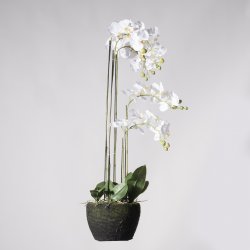 Supergreens Τεχνητό Φυτό Ορχιδέα Phalaenopsis Real Supergreens Τεχνητό Φυτό Ορχιδέα Phalaenopsis Real