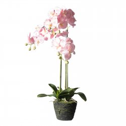 Supergreens Τεχνητό Φυτό Ορχιδέα Phalaenopsis Real Supergreens Τεχνητό Φυτό Ορχιδέα Phalaenopsis Real