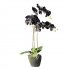 Supergreens Τεχνητό Φυτό Ορχιδέα Phalaenopsis Real