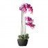 Supergreens Τεχνητό Φυτό Ορχιδέα Phalaenopsis Real
