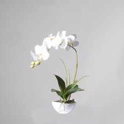 Supergreens Τεχνητό Φυτό Ορχιδέα Phalaenopsis Real Supergreens Τεχνητό Φυτό Ορχιδέα Phalaenopsis Real