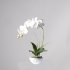 Supergreens Τεχνητό Φυτό Ορχιδέα Phalaenopsis Real
