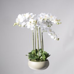 Supergreens Τεχνητό Φυτό Ορχιδέα Phalaenopsis Real Supergreens Τεχνητό Φυτό Ορχιδέα Phalaenopsis Real
