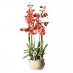 Supergreens Τεχνητό Φυτό Ορχιδέα Oncidium Κόκκινη Supergreens Τεχνητό Φυτό Ορχιδέα Oncidium Κόκκινη