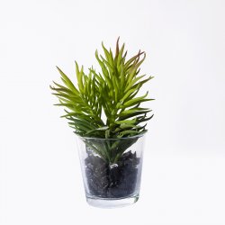 Supergreens Τεχνητό Φυτό Παχύφυτο Πράσινο 17 εκ. Supergreens Τεχνητό Φυτό Παχύφυτο Πράσινο 17 εκ.