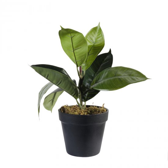 Supergreens Τεχνητό Φυτό Φίκος Elastica Πράσινο 30 Supergreens Τεχνητό Φυτό Φίκος Elastica Πράσινο 30
