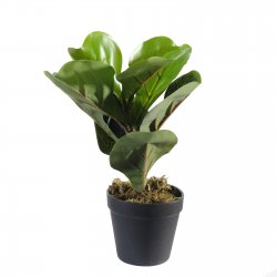 Supergreens Τεχνητό Φυτό Φίκος Λυράτα Πράσινο 25 ε Supergreens Τεχνητό Φυτό Φίκος Λυράτα Πράσινο 25 ε