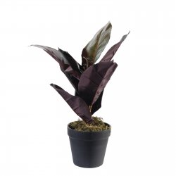 Supergreens Τεχνητό Φυτό Φίκος Elastica Ruby Πράσι Supergreens Τεχνητό Φυτό Φίκος Elastica Ruby Πράσι