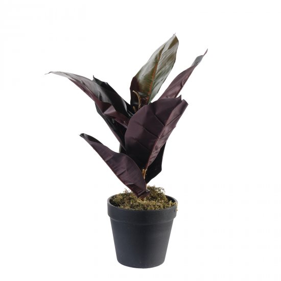 Supergreens Τεχνητό Φυτό Φίκος Elastica Ruby Πράσι Supergreens Τεχνητό Φυτό Φίκος Elastica Ruby Πράσι