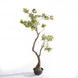 Supergreens Τεχνητό Δέντρο Φίκος Ginseng Πράσινο 1 Supergreens Τεχνητό Δέντρο Φίκος Ginseng Πράσινο 1