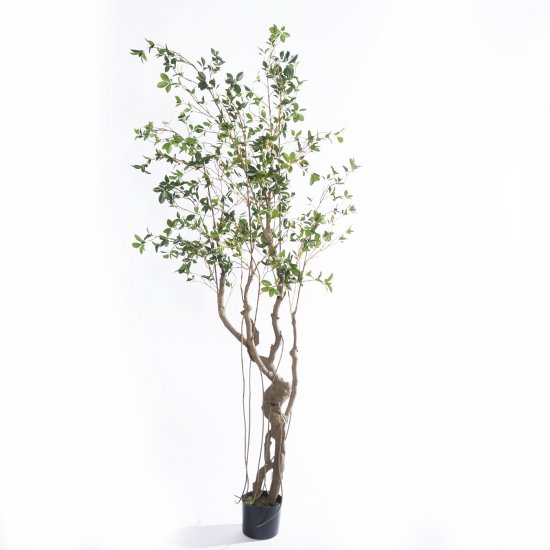 Supergreens Τεχνητό Δέντρο Φίκος Microcarpa Πράσιν Supergreens Τεχνητό Δέντρο Φίκος Microcarpa Πράσιν