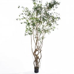 Supergreens Τεχνητό Δέντρο Φίκος Microcarpa Πράσιν Supergreens Τεχνητό Δέντρο Φίκος Microcarpa Πράσιν