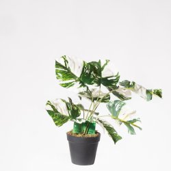 Supergreens Τεχνητό Φυτό Μονστέρα Albo Variegata Π Supergreens Τεχνητό Φυτό Μονστέρα Albo Variegata Π