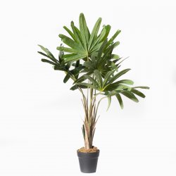 Supergreens Τεχνητό Φυτό Ράπις Πράσινο 80 εκ. Supergreens Τεχνητό Φυτό Ράπις Πράσινο 80 εκ.