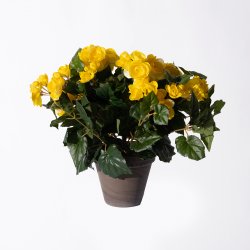 Supergreens Τεχνητό Φυτό Μπιγκόνια Κίτρινο 37 εκ. Supergreens Τεχνητό Φυτό Μπιγκόνια Κίτρινο 37 εκ.