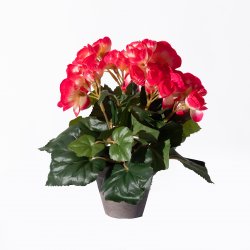 Supergreens Τεχνητό Φυτό Μπιγκόνια Φούξια 25 εκ. Supergreens Τεχνητό Φυτό Μπιγκόνια Φούξια 25 εκ.