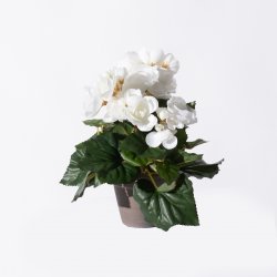 Supergreens Τεχνητό Φυτό Μπιγκόνια Λευκό 25 εκ. Supergreens Τεχνητό Φυτό Μπιγκόνια Λευκό 25 εκ.