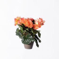 Supergreens Τεχνητό Φυτό Μπιγκόνια Ροζ 25 εκ. Supergreens Τεχνητό Φυτό Μπιγκόνια Ροζ 25 εκ.