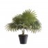 Supergreens Τεχνητό Φυτό Φοίνικας Washingtonia Πρά