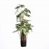 Supergreens Τεχνητό Φυτό Φιλόδενδρο Variegata Πράσ