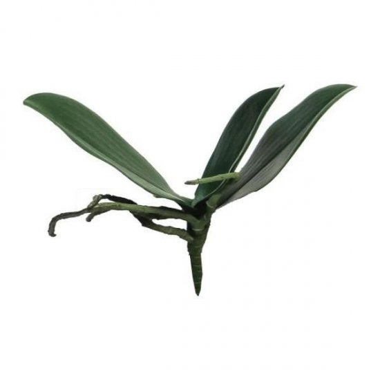 Supergreens Τεχνητή Χωνευτή Ορχιδέα Πράσινη 17 εκ. Supergreens Τεχνητή Χωνευτή Ορχιδέα Πράσινη 17 εκ.