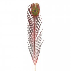 Supergreens Τεχνητό Κλαδί Φτερό Παγώνι Κόκκινο 102 Supergreens Τεχνητό Κλαδί Φτερό Παγώνι Κόκκινο 102