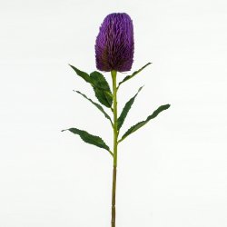 Supergreens Τεχνητό Κλωνάρι Βαγξία Μωβ 65 εκ. Supergreens Τεχνητό Κλωνάρι Βαγξία Μωβ 65 εκ.