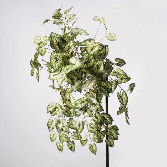 Supergreens Τεχνητός Κρεμαστός Κολεός Blumei Rainb Supergreens Τεχνητός Κρεμαστός Κολεός Blumei Rainb