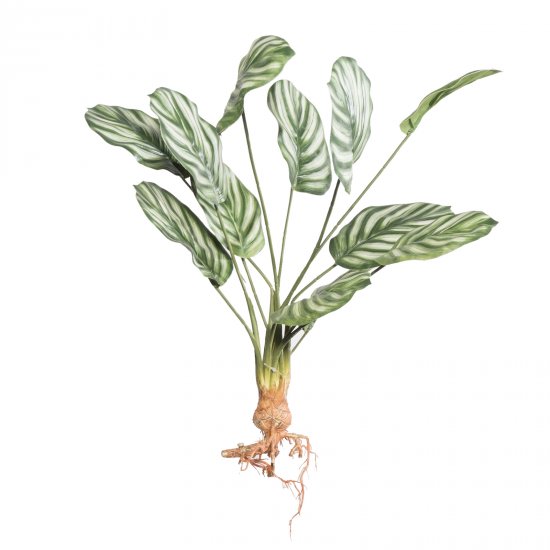Supergreens Τεχνητή Χωνευτή Καλαθέα Orbifolia Πράσ Supergreens Τεχνητή Χωνευτή Καλαθέα Orbifolia Πράσ