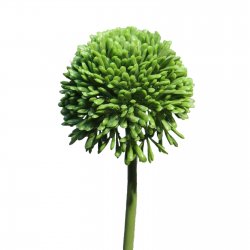 Supergreens Τεχνητό Κλωνάρι Κρεμμυδολούλουδο Πράσι Supergreens Τεχνητό Κλωνάρι Κρεμμυδολούλουδο Πράσι
