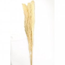 Supergreens Φυσικό Κλαδί Pampas Set/3 Εκρού 150 εκ