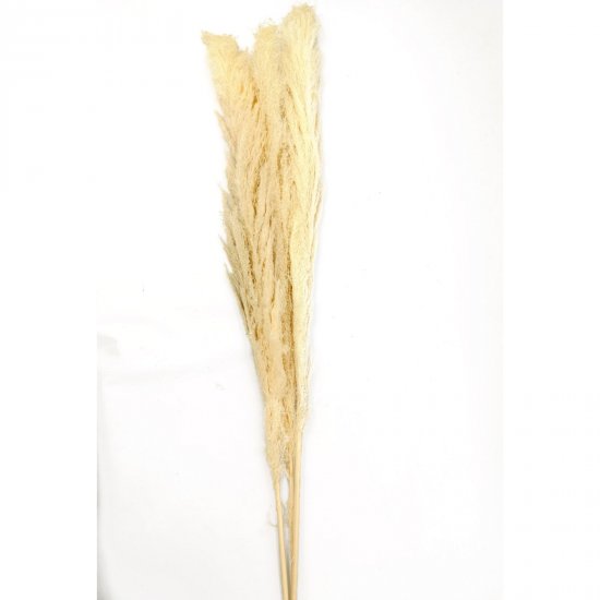 Supergreens Φυσικό Κλαδί Pampas Set/3 Εκρού 150 εκ Supergreens Φυσικό Κλαδί Pampas Set/3 Εκρού 150 εκ