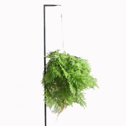 Supergreens Τεχνητή Κρεμαστή Ρίζα Φτέρη Πράσινη 65 Supergreens Τεχνητή Κρεμαστή Ρίζα Φτέρη Πράσινη 65