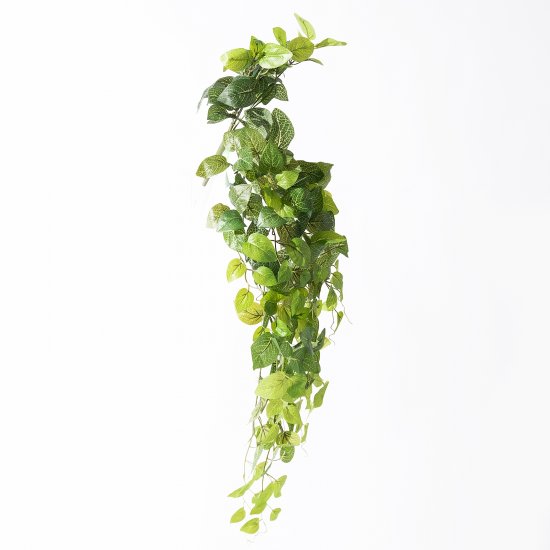 Supergreens Τεχνητή Κρεμαστή Φιττόνια Πράσινη 90 ε Supergreens Τεχνητή Κρεμαστή Φιττόνια Πράσινη 90 ε