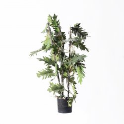 Supergreens Τεχνητό Φυτό Φιλόδενδρο Xanadu Πράσινο Supergreens Τεχνητό Φυτό Φιλόδενδρο Xanadu Πράσινο