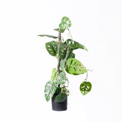 Supergreens Τεχνητό Φυτό Μονστέρα Andansonii Πράσι Supergreens Τεχνητό Φυτό Μονστέρα Andansonii Πράσι
