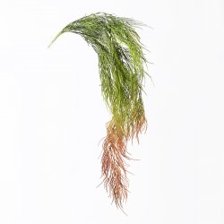 Supergreens Τεχνητή Κρεμαστή Φτέρη Kόκκινη 83 εκ. Supergreens Τεχνητή Κρεμαστή Φτέρη Kόκκινη 83 εκ.