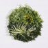 Supergreens Τεχνητή Φυλλωσιά Κάλαμος με Moss D:50 