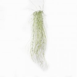 Supergreens Τεχνητή Κρεμαστή Ριψαλίδα Verdanus Πρά Supergreens Τεχνητή Κρεμαστή Ριψαλίδα Verdanus Πρά